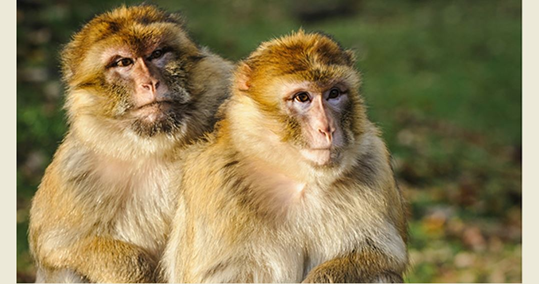 وزير الزراعة يتحرك لملاحقة مخالفات الاتجار بالحيوانات البرية