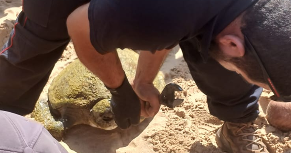 الدفاع المدني: انتشال جثة مواطن مقابل مرفأ بيروت وإنقاذ سلحفاة عالقة بشباك صيد في جبيل